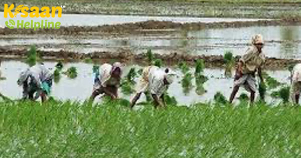 खरीफ की रोपाई करने वाले खरीफ की रोपाई के बीच-बीच में संतोषप्रद मॉनसून